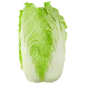 Chinese cabbage