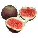 Common fig