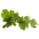 Coriander