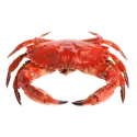 Crab