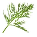 Dill