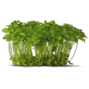 Garden cress