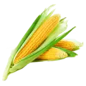 Maize