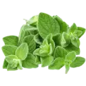 Oregano