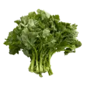 Rapini