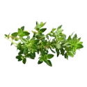 Thyme