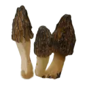 True morels