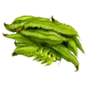 Winged bean