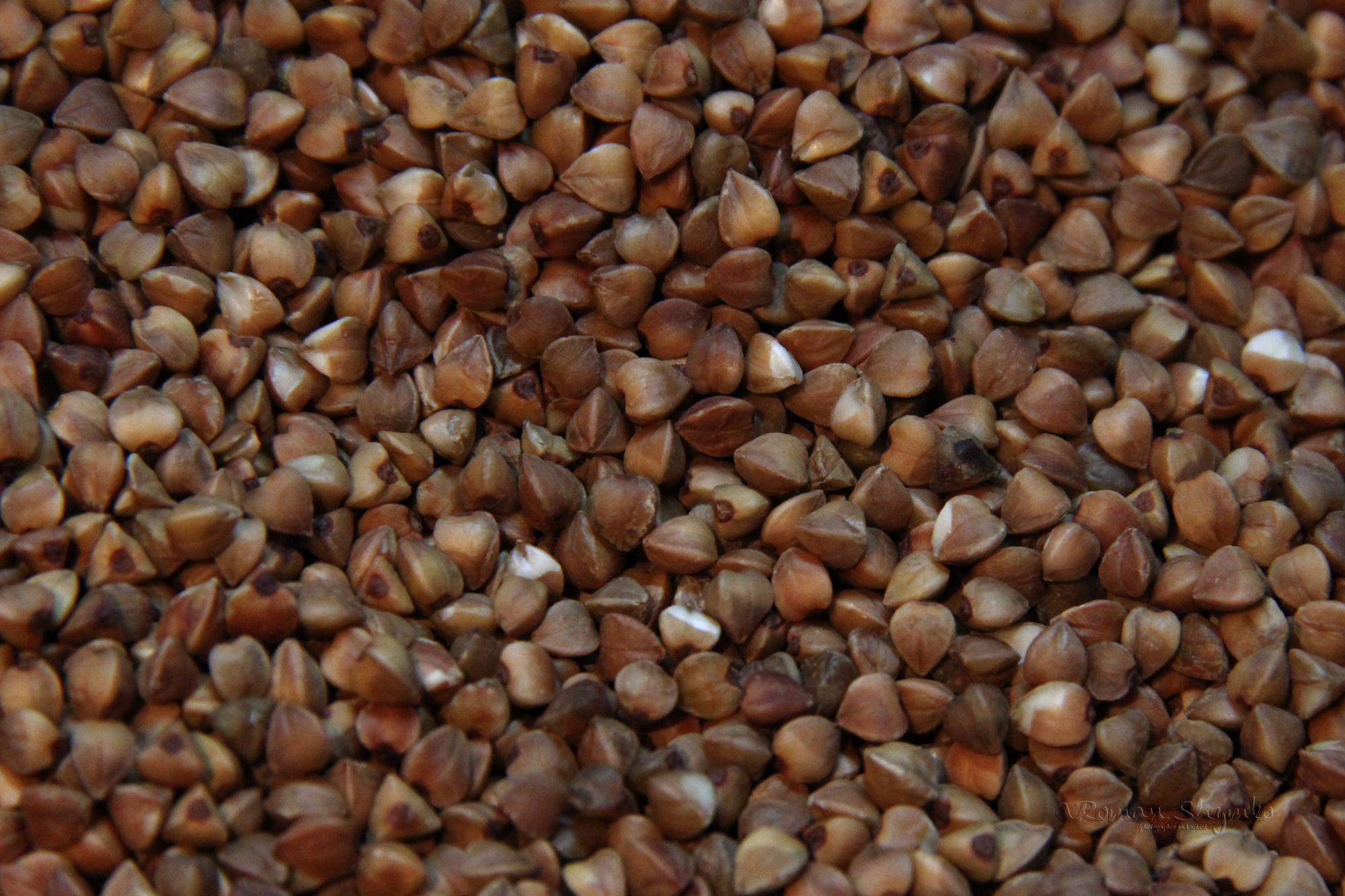 带壳荞麦粒高清图片