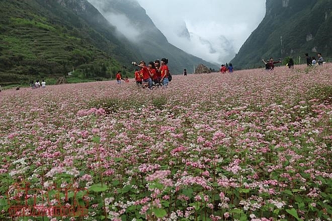 荞麦花节