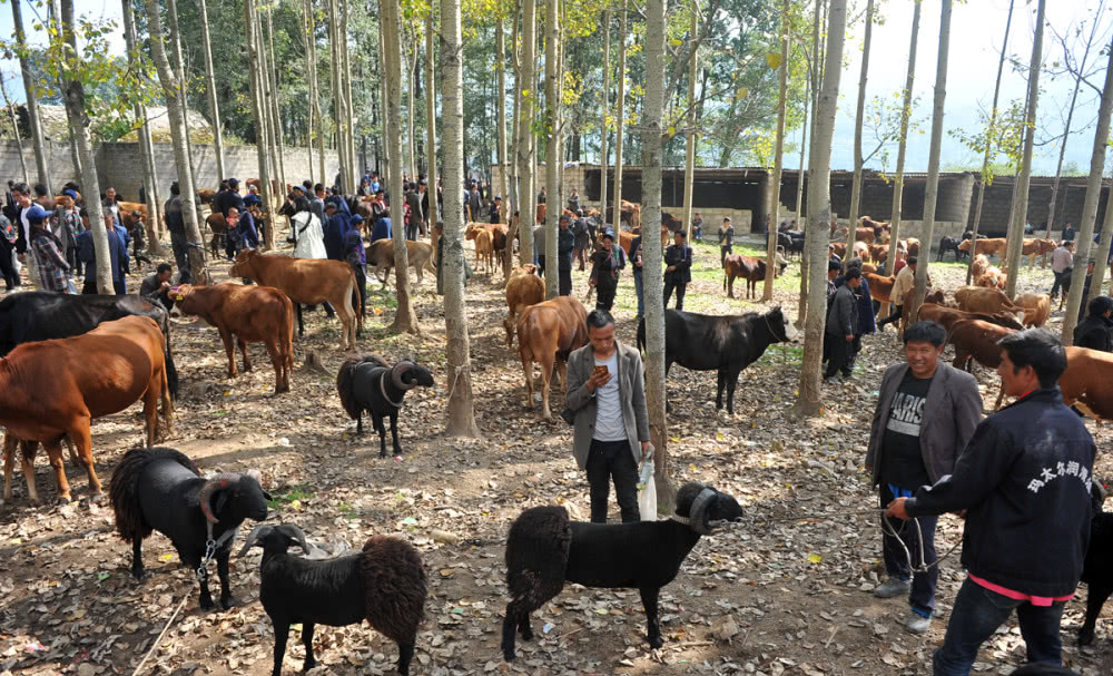 图片[3]|苦荞之乡四川大凉山的特色生活：牲畜交易市场，买卖双方谈好价就数钱，一天交易六千头|苦荞之家