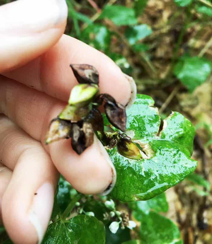 这是一簇荞麦种子(在雨天)，已经成熟，可以从植株上摘下来，晒干，长期储存。