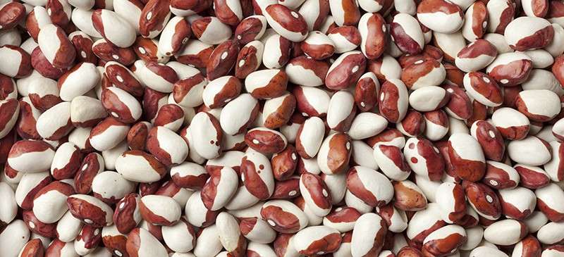 Anasazi豆子：美国本土的豆子，可以对抗癌症和糖尿病|苦荞之家