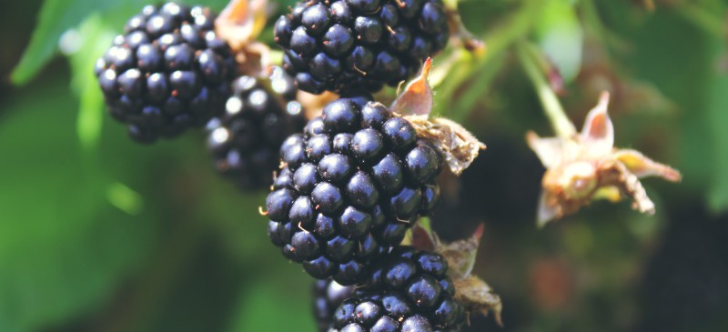 黑莓的6大健康益处，包括抗癌|苦荞之家