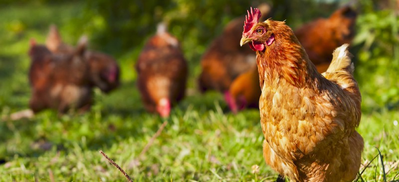 鸡肉胶原蛋白有助于消化、免疫和皮肤健康|苦荞之家