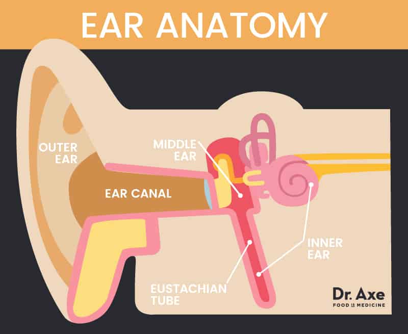 Ear infection Remedies: ear anatomy - Dr. Axe