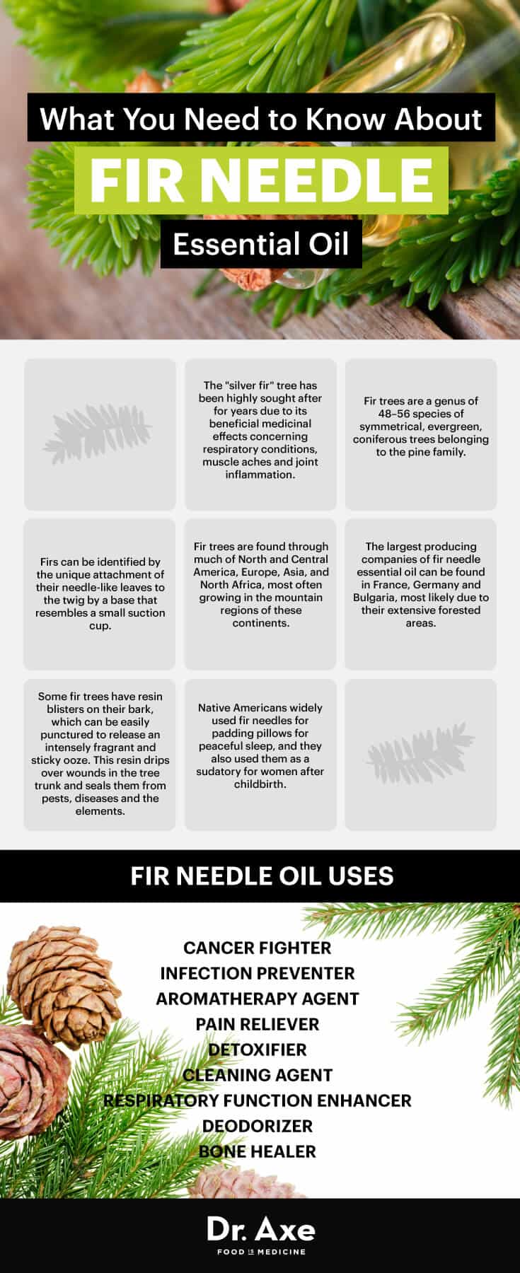 Fir needle essential oil guide - Dr. Axe
