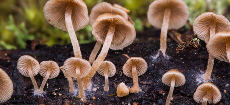 真菌是未来的天然杀虫剂吗？|苦荞之家