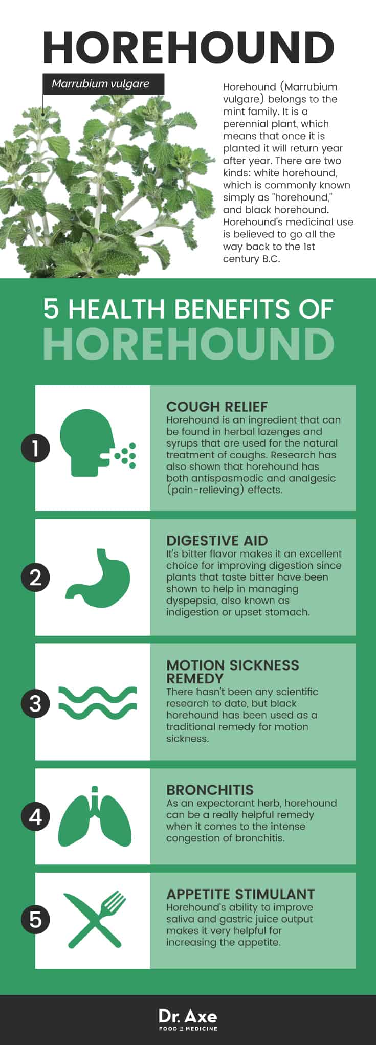 Horehound benefits - Dr. Axe