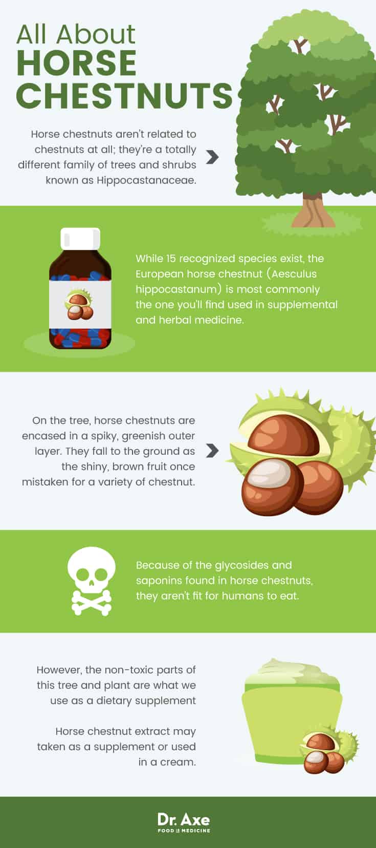 Horse chestnut: about horse chestnuts