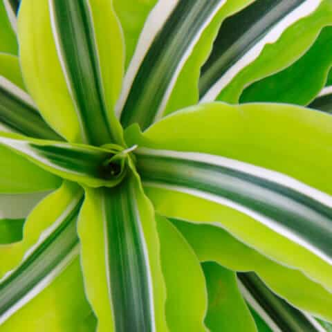 Best houseplants that remove pollution - Dr. Axe