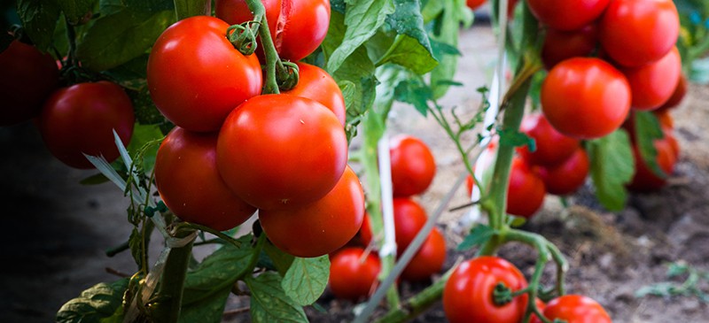 如何种植西红柿（包括你最喜欢的品种！）|苦荞之家