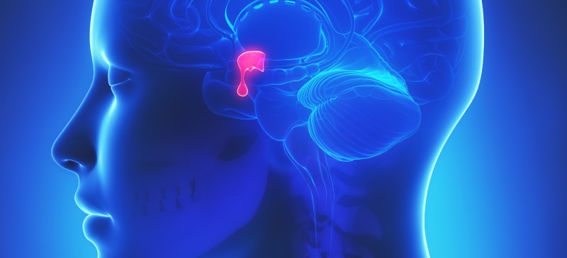 垂体机能减退症症状、原因和8种自然疗法|苦荞之家