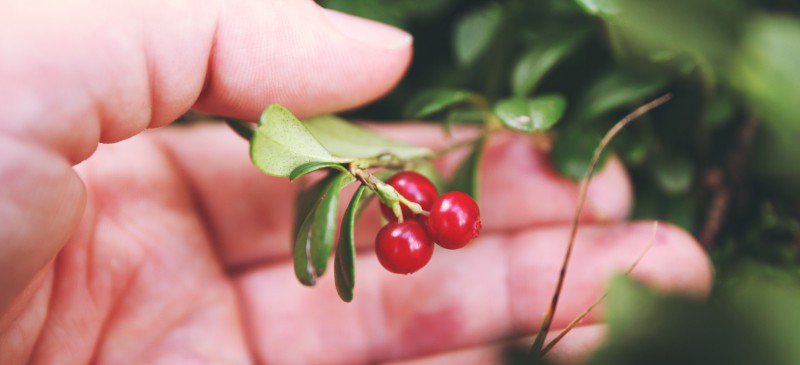 Lingonberry：对抗炎症的抗氧化超级浆果|苦荞之家
