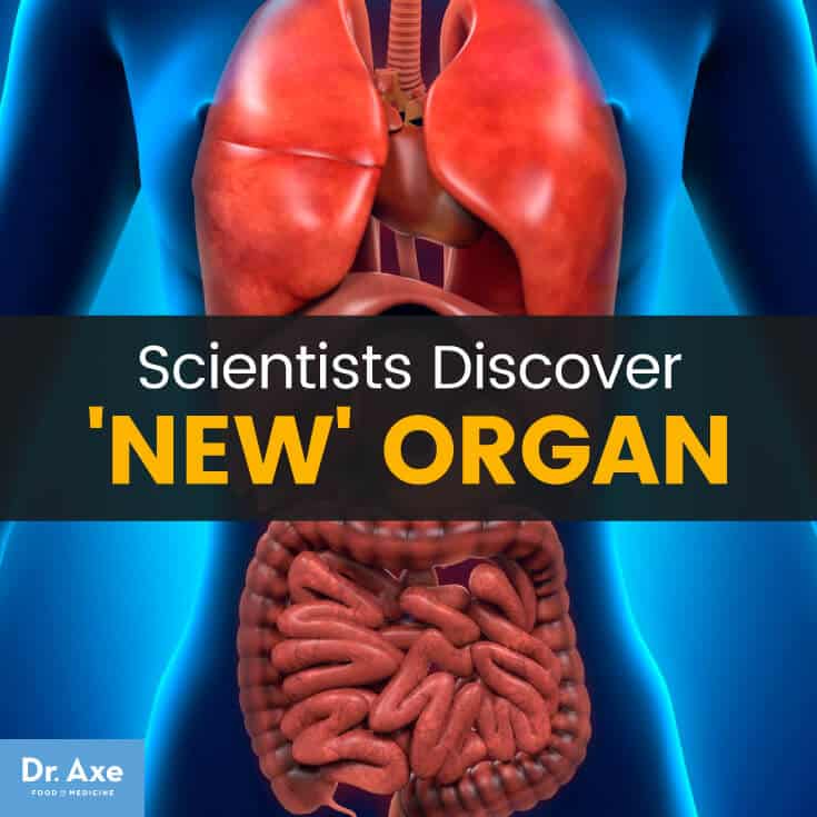 惊喜科学家在人体内发现新器官|苦荞之家
