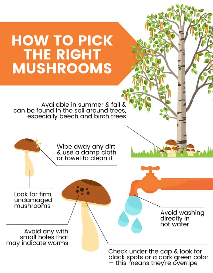 How to pick porcini mushrooms - Dr. Axe