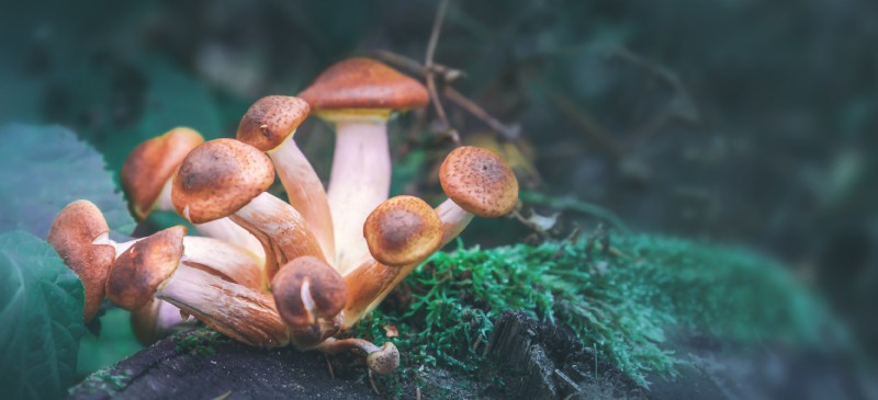 Psilocybin蘑菇能缓解癌症患者的抑郁和焦虑吗？|苦荞之家