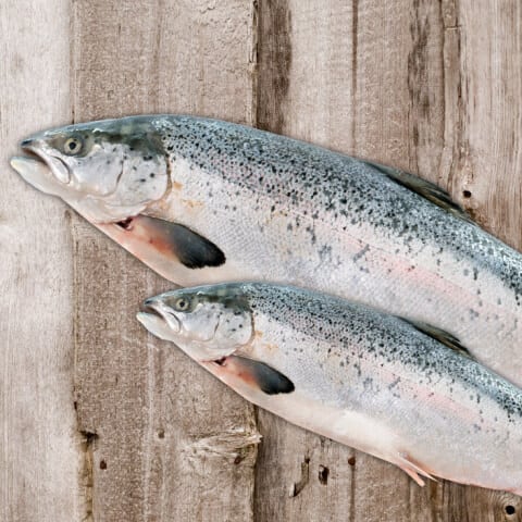 FDA批准的转基因鲑鱼对我们的健康意味着什么？|苦荞之家