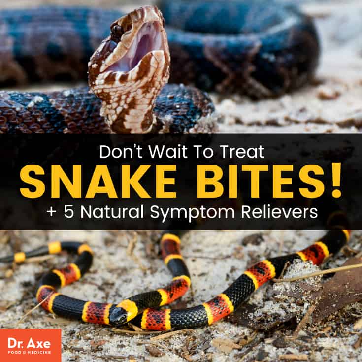 蛇咬伤：马上寻求帮助！+5种自然症状缓解剂|苦荞之家