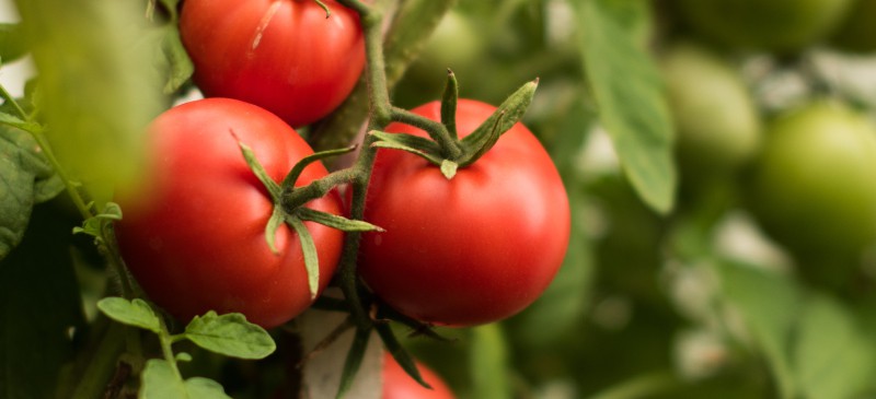 番茄营养可以帮助你对抗癌症和炎症|苦荞之家