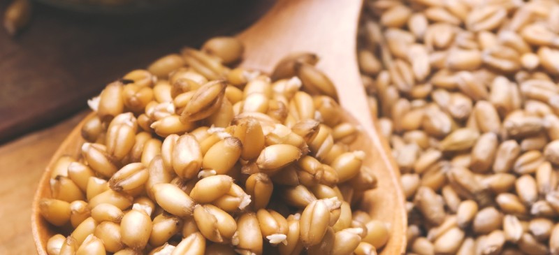小麦胚芽有益于肠道、心脏和血糖水平|苦荞之家