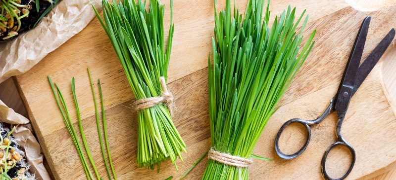 麦草的好处：超级食物，提高免疫力和营养吸收|苦荞之家