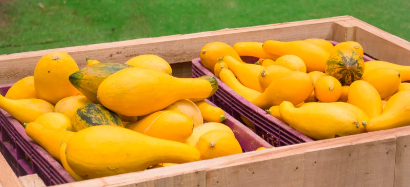 Yellow squash nutrition - Dr. Axe