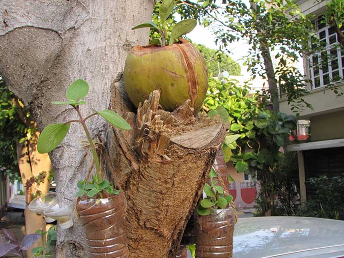 Recycled coconut water shell