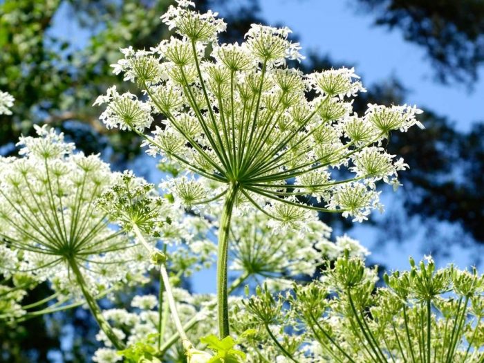 当归精油的15大神奇功效|苦荞之家