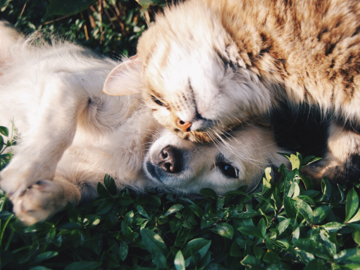Close up of a playful cat and dog cuddling on grass