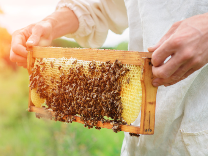 有机蜂蜜标准|苦荞之家