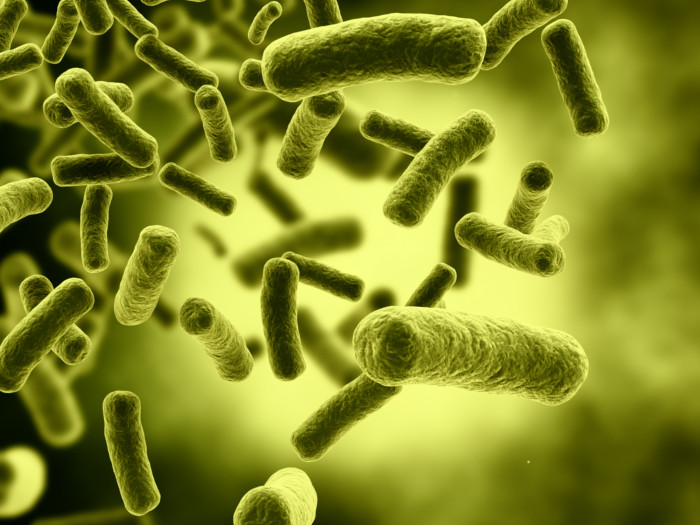 A graphic representation of bacteria