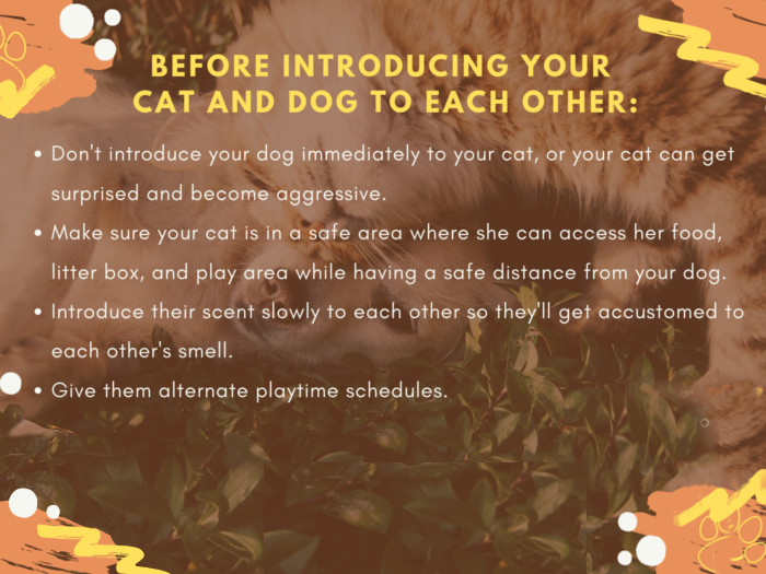An infographic on what to do before introducing your cat and dog to each other