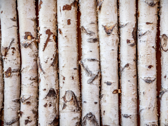 Birch tree barks
