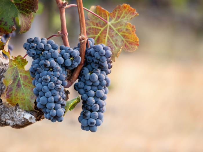 12种葡萄可供食用、饮用和享用|苦荞之家