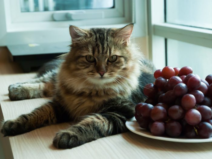 A cat next to a plateful of grapes