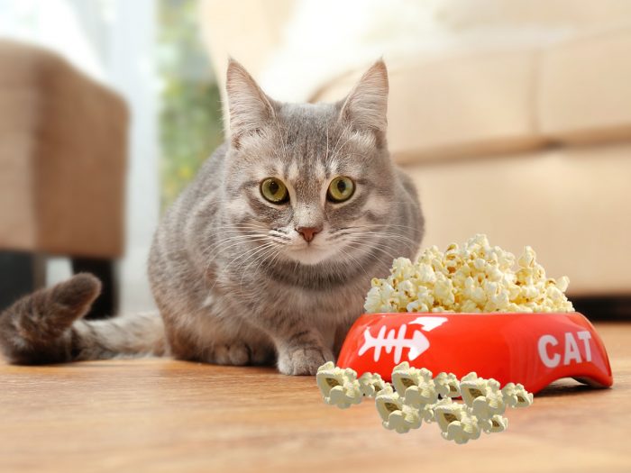 猫能吃爆米花吗|苦荞之家