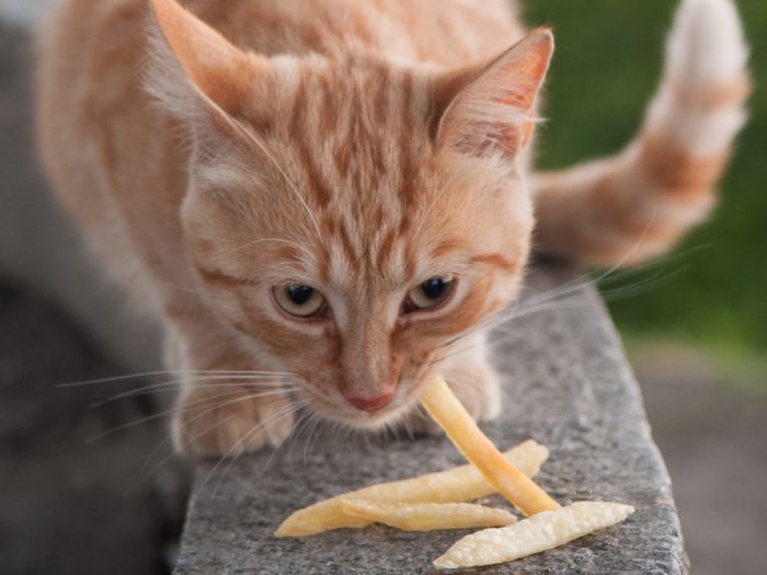 猫能吃土豆吗|苦荞之家