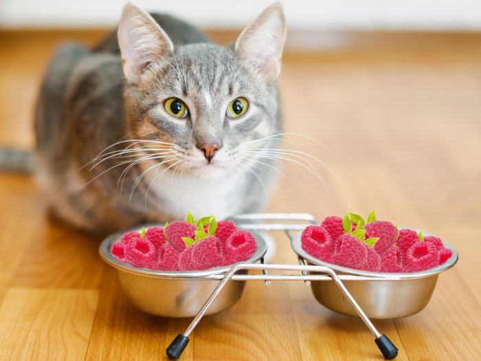 猫能吃树莓吗|苦荞之家
