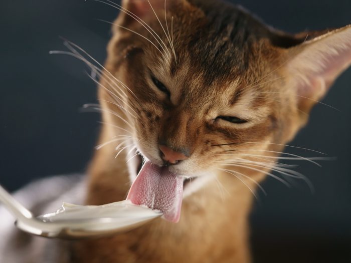 猫能吃酸奶吗|苦荞之家